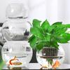 Modern Minimalist Hydroponic Glass Vase for Pothos & Green Plants - Living Room Desk Decor