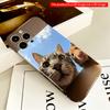 Cat and Hamster in Cardboard Box Sky View All inclusive film hard phone case, compatible with iPhone 18 Pro Max 17 16 15 14 13 12 11