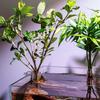 6PCS Fishtank Plant Holder for Aquarium Stable Hydroponic Plant Support Stand For Water Plant Easy To Install Landscape Supply
