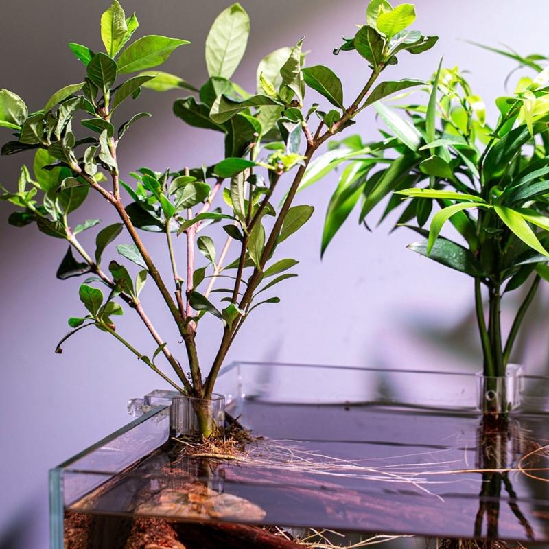 6PCS Fishtank Plant Holder for Aquarium Stable Hydroponic Plant Support Stand For Water Plant Easy To Install Landscape Supply