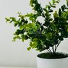 Kwiatek doniczkowy - eukaliptus zielony 30 cm