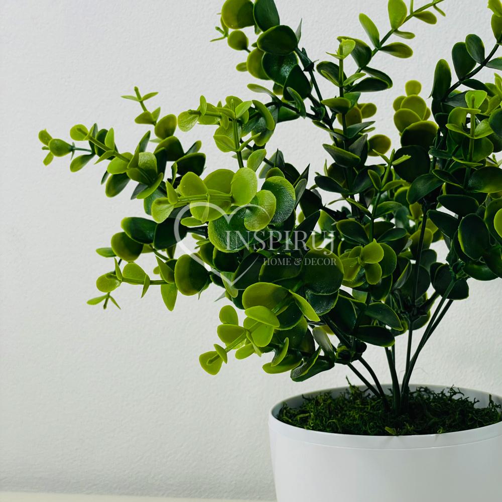 Kwiatek doniczkowy - eukaliptus zielony 30 cm