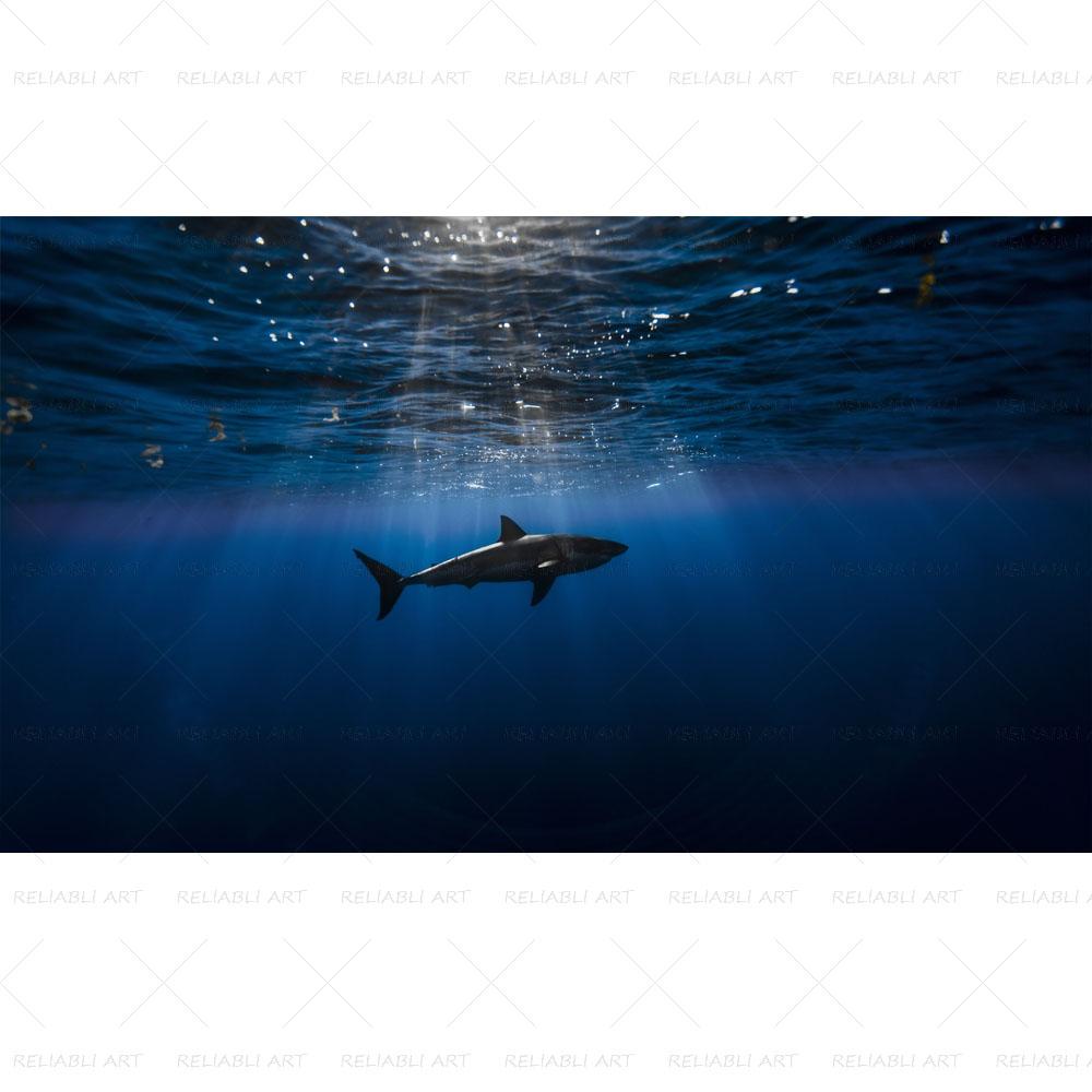 Shark Sea Animal Posters Wall Art Pictures for Living Room Modern Canvas Prints Cuadros Home Decorative Painting NO FRAME
