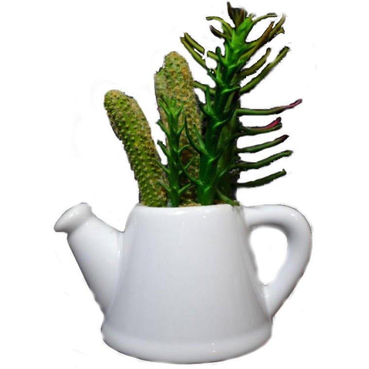 A set of succulents in a white ceramic watering can - two designs
