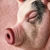 Cartoon Pig Stuffed Animal Cuddly Soft Toy Huggable for Imaginative Play