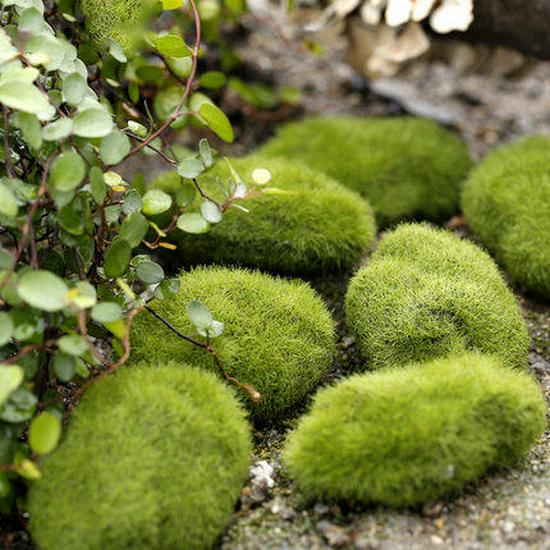 Decorative Miniature Trees & Succulents for Landscaping: Mini Fruit, Willow, Golden Leaf Trees, Moss Micro Landscape DIY Materials