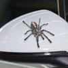 3D Spider Lizard Scorpion Car Sticker 3D animal pattern Vehicle Window Mirror Bumper Decal Decor Water-resistant High stickiness