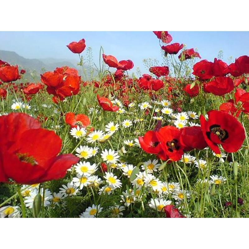 5D DIY Diamond Painting Flower Cross Stitch Kit Full Round Drill Embroidery Mosaic Art Rhinestones Home Decor Wall Art Gift