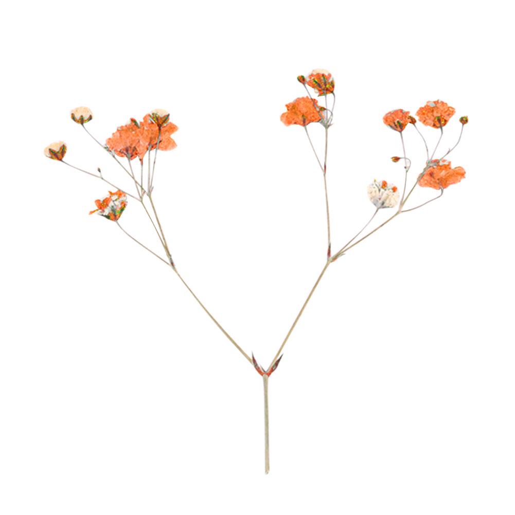 12ks sušených květin Vzorek větve Karta z epoxidové pryskyřice Záložka Doplňky pro kutily Live City Fashion Home Decor