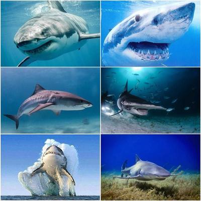 5D Diy Diamond Painting Set Animal Shark Pictures Of Rhinestones Embroidery Mosaic Cross Stitch Home Decor 40x50cm
