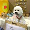 1PC Keychains Cute Pet Souvenirs Gifts For Pet Lovers Widgets DIY Bag Pendants Pet Lovers Pet Hair Storage Funny Pet Hair