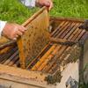 Honey Shovel Plastic Honey Cutting Shovel Beeswax Mold Base Honeycomb Base Sheeting Mold Beekeeping Tools