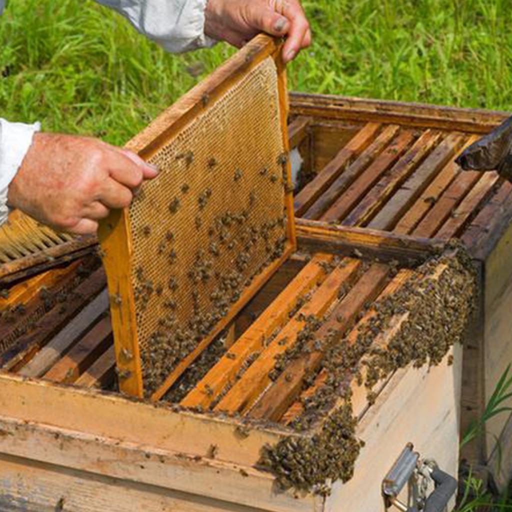 Honey Shovel Plastic Honey Cutting Shovel Beeswax Mold Base Honeycomb Base Sheeting Mold Beekeeping Tools