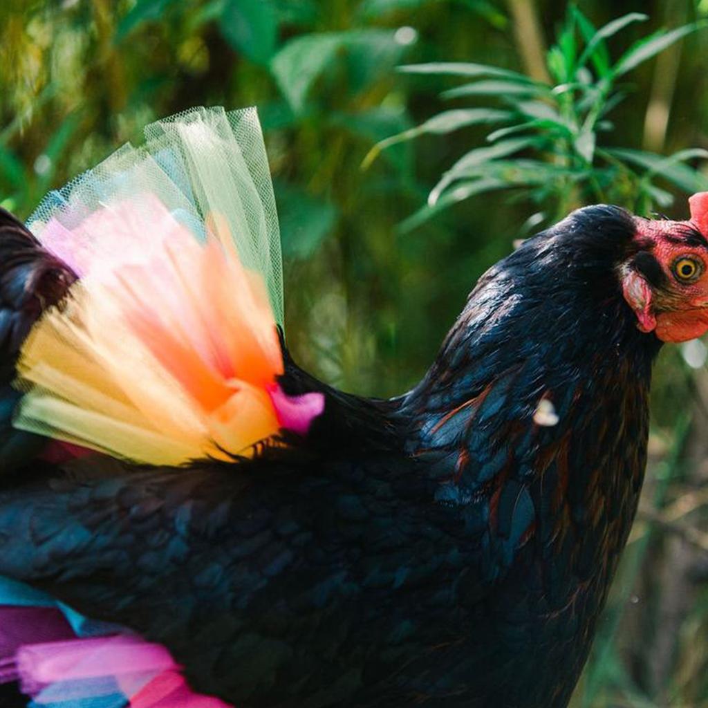 Høne Sal Fjærbeskytter for Fjærkre, Morsomt Nettskjørt Patriotisk Dag Høneskjørt