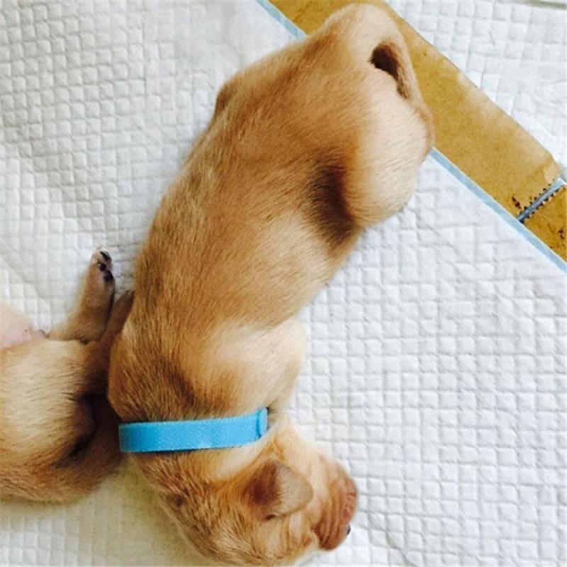 velcro kitten collars