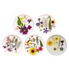 Dried Flower Leaf Kits for Epoxy Jewelry Molds Scrapbooking Supplies and Artistic Soap Making Phone Case Decoration