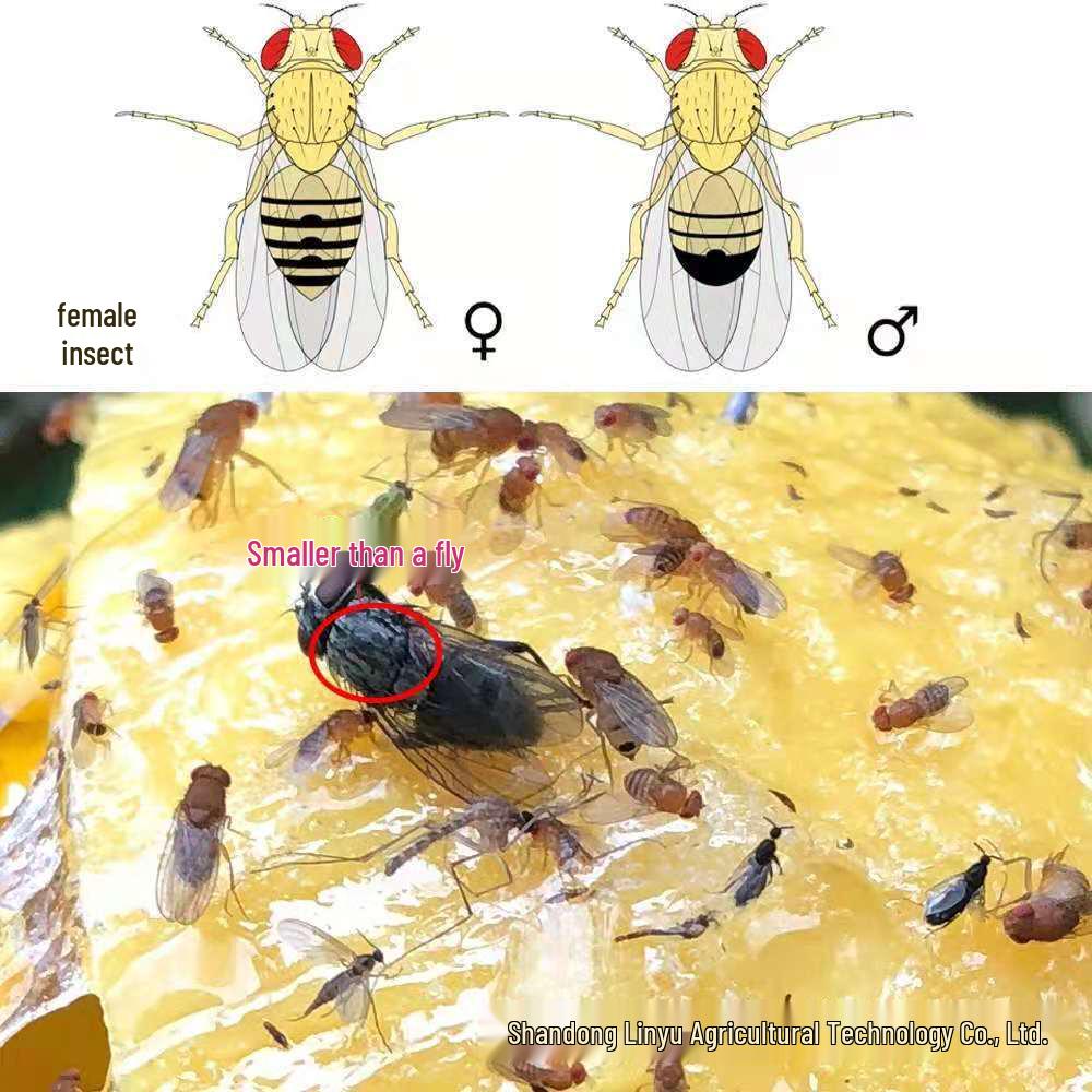 Bee and Fly Attractant Sticky Citrus Trap Ball for Fruit Trees and Melon Orchards