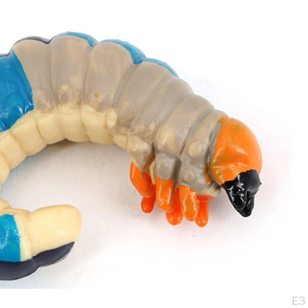 Life Cycle Classroom Accessories Aids