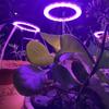 Greenhouse Essential LED Grow Lamp With Circular Memory Timing Function For Plant Seedlings Lamp