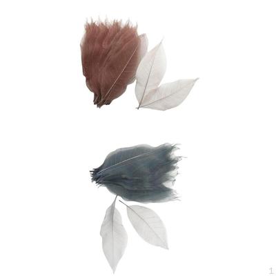 100 st Naturliga Skelettblad av Magnolia