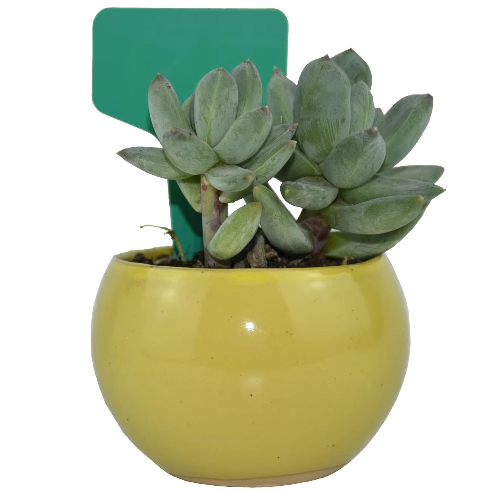 

T-shaped Garden Labels - Plastic Plant Markers For Indoor And Outdoor Gardens, Nurseries, Farms One Size