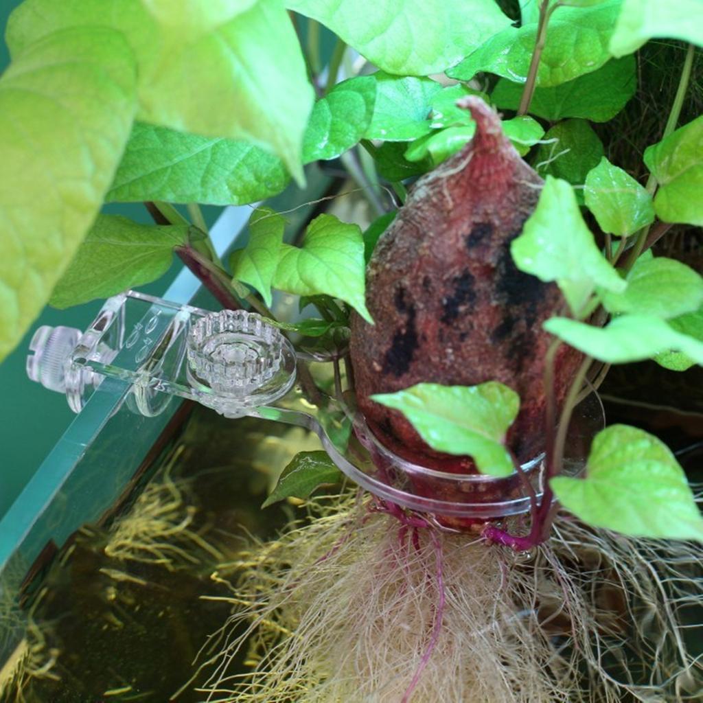 Support de plantes d'aquarium à suspendre pour culture de plantes aquaponiques avec fentes et trous pour aquariums