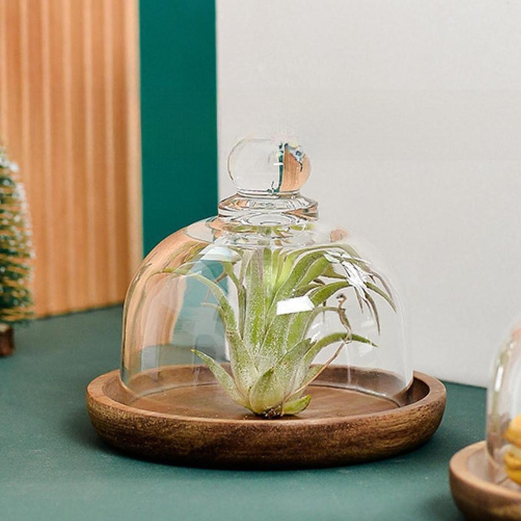 Dessert Glass Cover Reusable Plate Serving Cover for Outdoor Indoor BBQ Pool Kitchen Tools