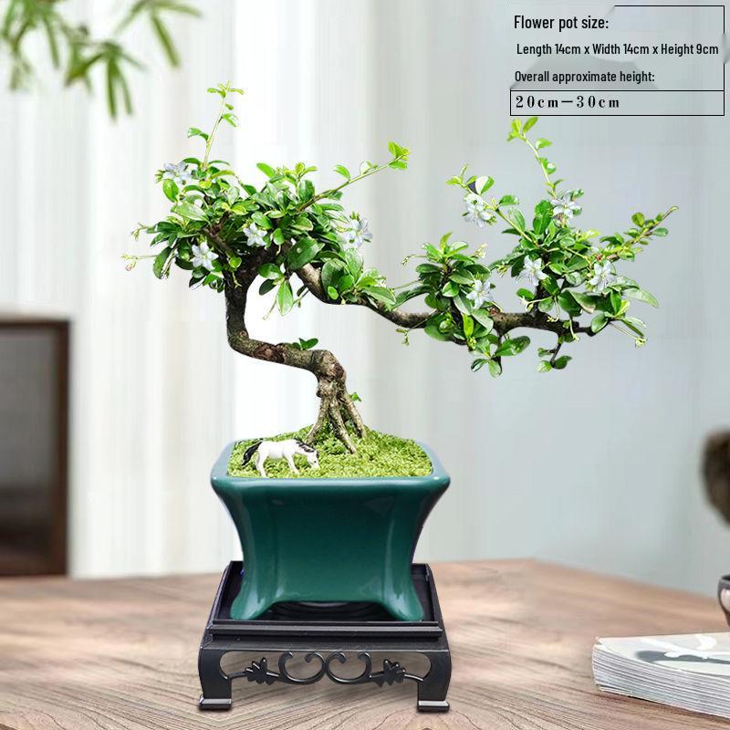 Trailing Fujian Tea Bonsai with Old Trunk – Zen Style Indoor Green Plant for Office & Living Room