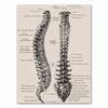 Anatomy skeleton Patent Vintage Poster Wall Art Print Canvas Painting Nordic Posters And Prints Wall Pictures For Living Room