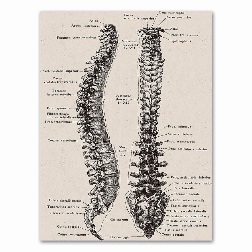 Anatomy skeleton Patent Vintage Poster Wall Art Print Canvas Painting Nordic Posters And Prints Wall Pictures For Living Room