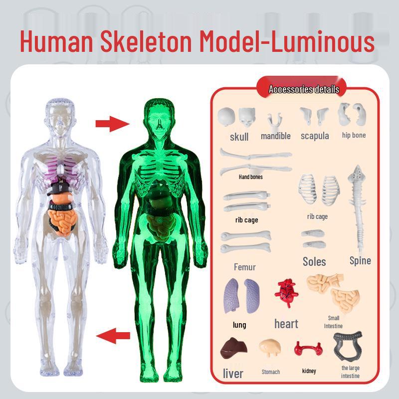 Kids' Educational Human Anatomy Model: Assembled Skeleton & Organ Teaching Aids.