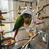 Wear-Resisting Bird Mirror Perch Colorful Ball Bird Flying Saucers  Bird Supplies