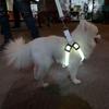 LED Luminous Dog Harness for Medium & Large Dogs - Night Glow Pet Safety Light
