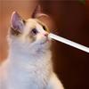 One Button Hair Removal Cat Dog Universal Cat Cleaning Artifact Cat Cleaning Brush Easy To Remove Floating Hair