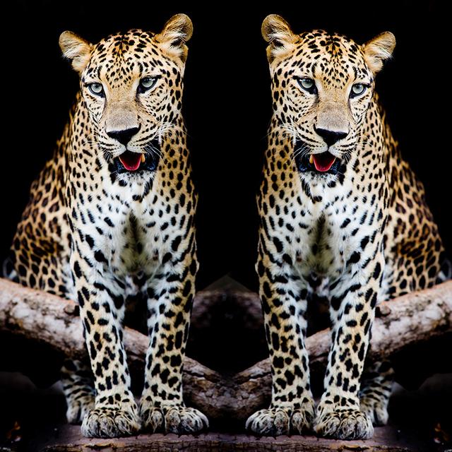 

Черно-белые картины с животными на холсте, два леопардовых постера и принты, современная модульная картина для гостиной, украшения дома 21*30cm