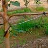 10Pcs Anti-Slip Fruit Tree Branch Puller High-Strength Branch Shaping Device  Tree Sapling