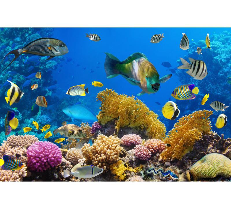 Underwater World Fish Coral Aquarium Theme Photography Backdrop, Children's Birthday Party, Home Decoration Photography Backdrop