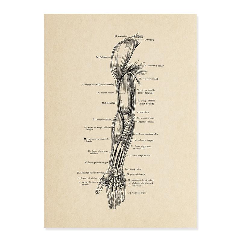 

Винтажный медицинский плакат, человеческий скелет, анатомия, череп, клиника, настенная живопись, холст, картина, печать, фотографии для образования, декор для больницы 40x60cm No Frame