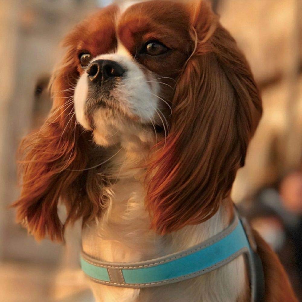 TRE PONTI Fibbia REFLECTIVE Harness small sky (LTP110) (for dogs) (size 3.5, blue)