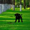 1PCS Acrylic Garden Ornaments Dog Yard Art  Backyard Lawn Decor  Black
