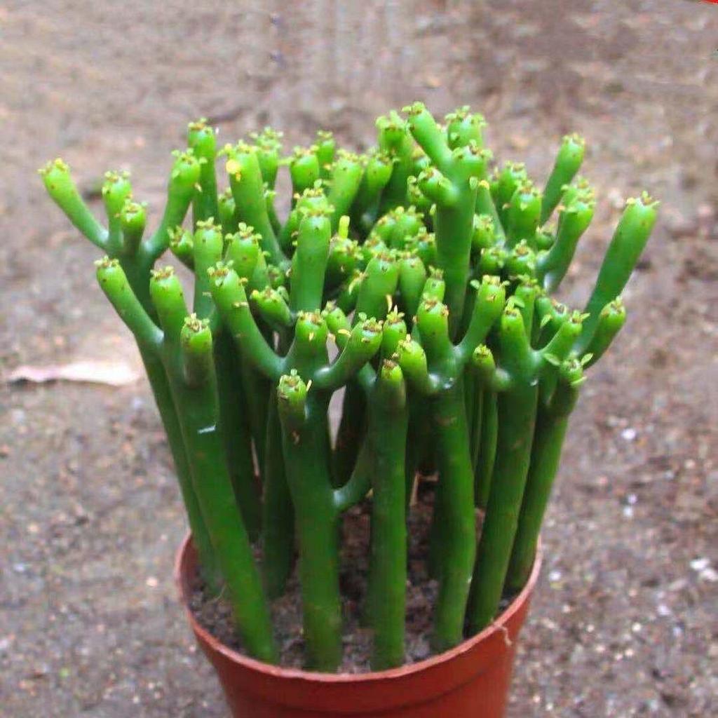 Easy-Care Succulent Arrangement: Wealth-Attracting Mountain Cacti & Flowers for Office or Living Room Décor
