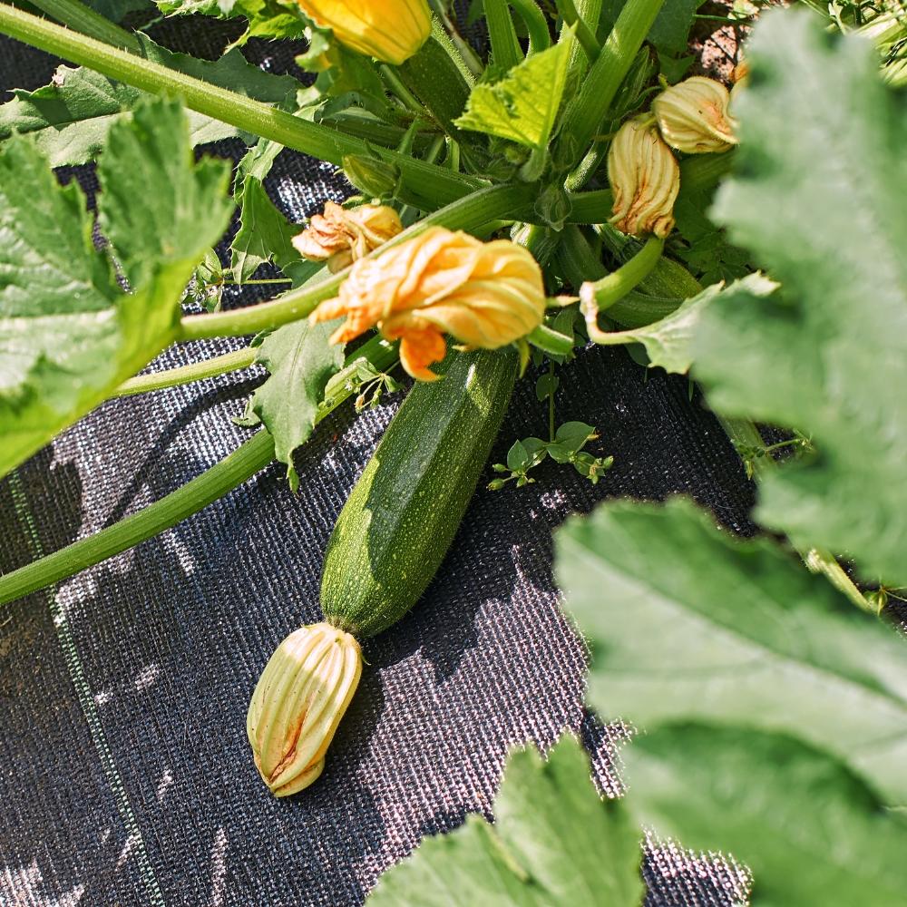 Agrotextile Mulching Fabric Against Weeds 3.2x100m 90g Pins