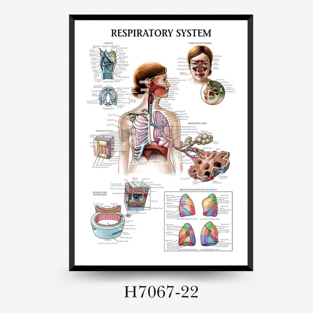 Human Tissue Structure Muscle Gym Medical Education Decorative Canvas Painting Poster Wall Art for Home Decor
