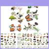 25 Piece Realistic Insect Life Cycle Card Set With Detailed Pvc Models For Kids Learning