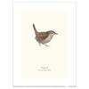 Tall Boy Prints Wren Print