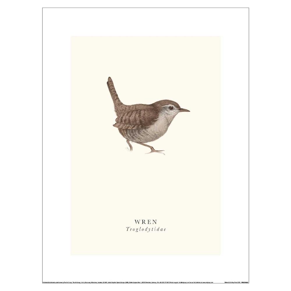 Tall Boy Prints Wren Print