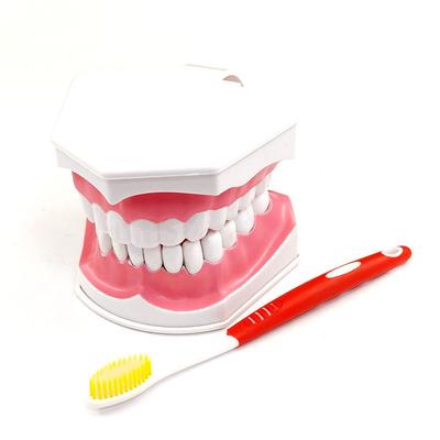 1 set Dental Zähne Modell Pinsel Lehre Modelle Dental Erwachsene Standard Oral Modell Frühe Pädagogische für Kinder Zahn Modelle
