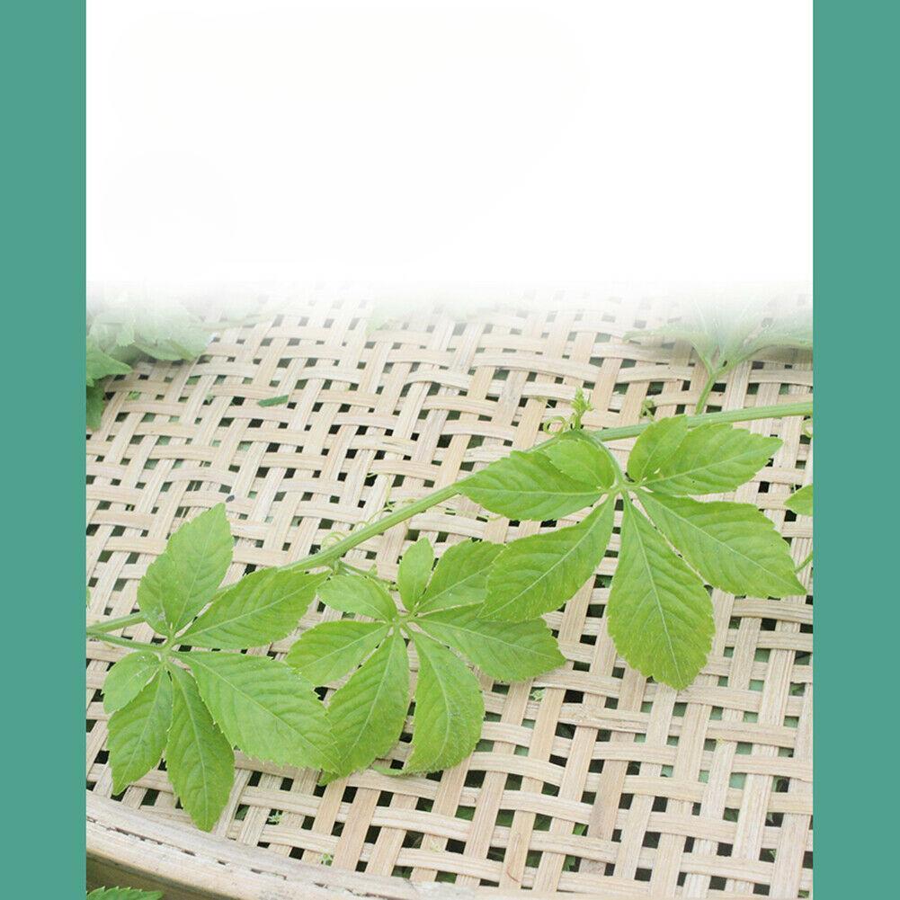 Jiaogulan Cha Gynostemma Tea Lowering Three Highs Helps Delay Aging Hetbal Tea Natural Health Herb