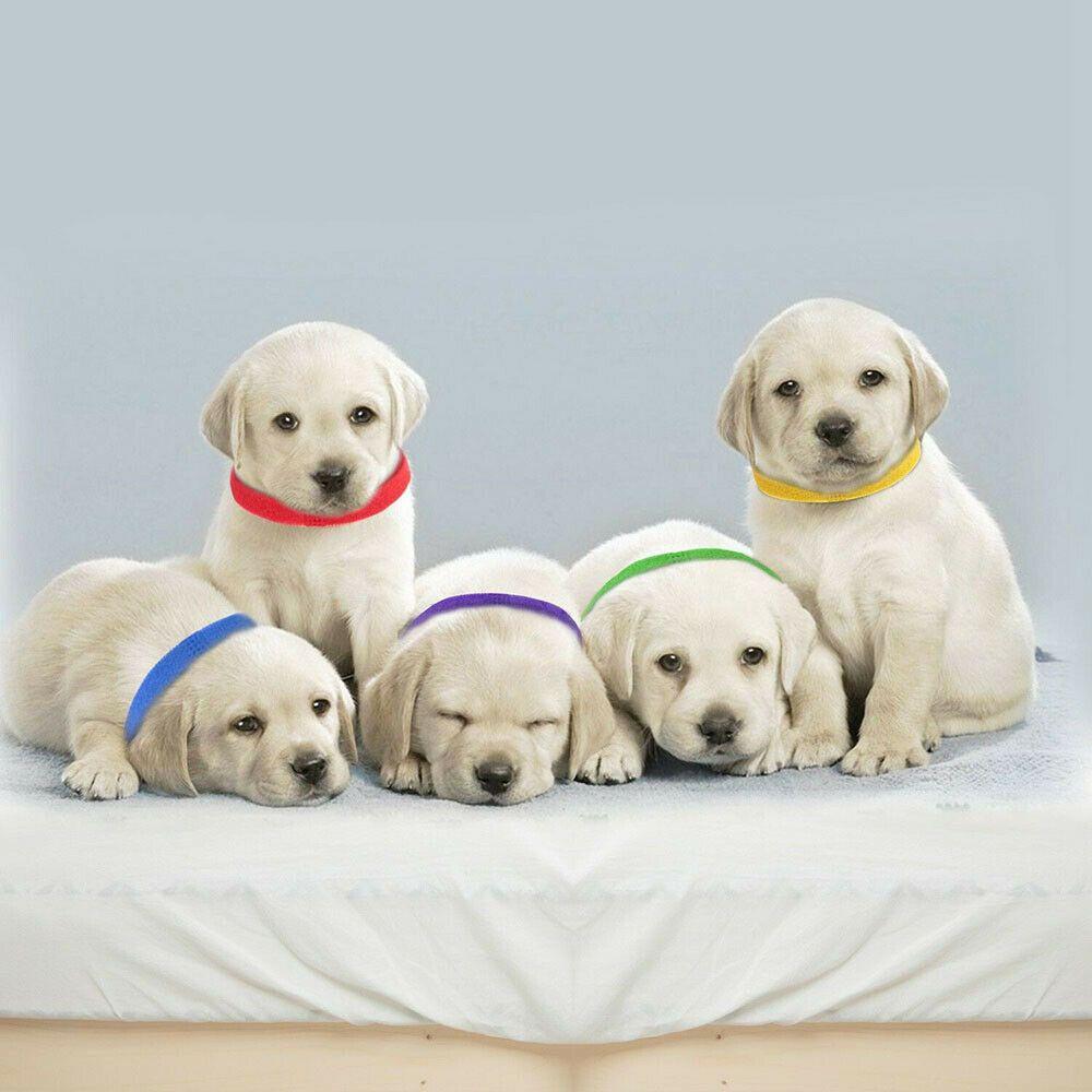 15PCS Identification ID Collars Whelp Kitten Dog Cat Velvet Practical Nylon Reusable Puppy ID Collar Pet Supplies