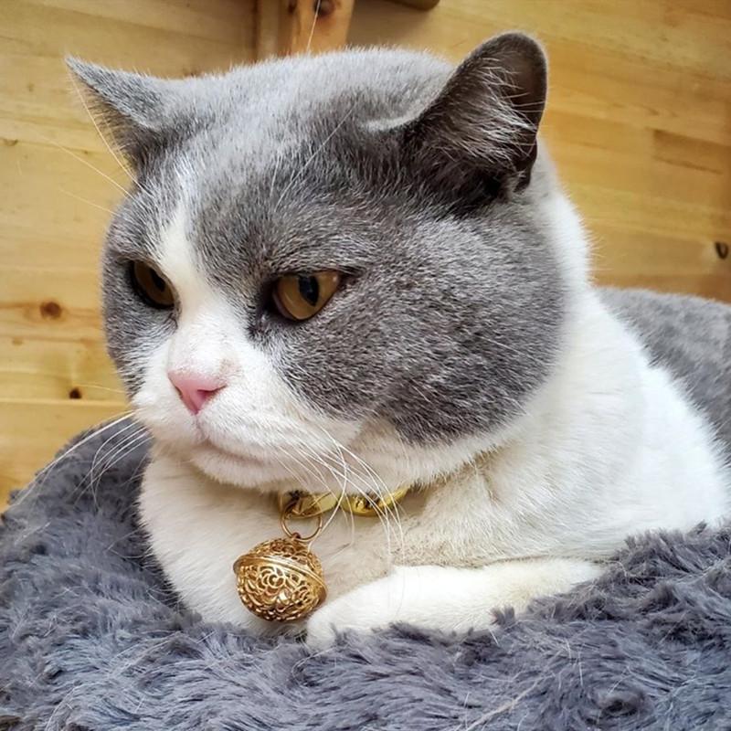 Pet Chain Collars Dog Cat Collar Gold Cuban Link Dog Collar Plastic Gold Dog Chain with  Bell for Puppy Small Medium Large Dogs